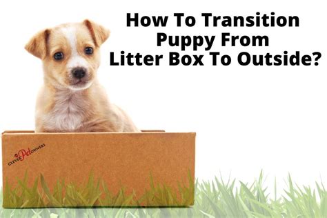 How To Transition Puppy From Litter Box To Outside